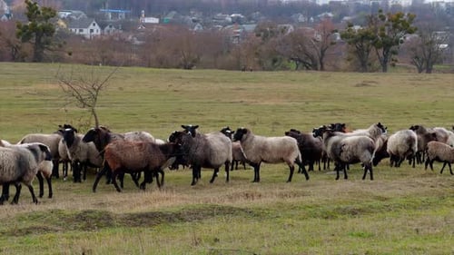Sheep Flock Moving Across Rural Green Pasture