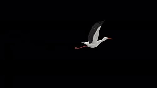 White Stork Bird - Flying Over Screen Transition - IV - Alpha Channel - 4K