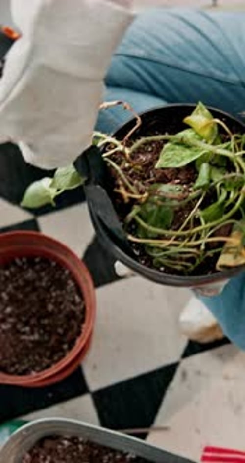 Above, person and hands with plants for gardening, planting and digging in soil at home