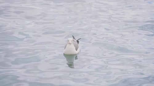 View Of A Seagull Floating On The Ocean Near Sendai, Japan - high angle shot