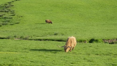 Two Highland Cows Grazing in a Green Meadow