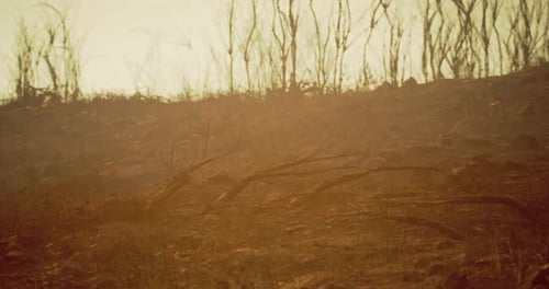 Dry Landscape Shows Aftermath of Forest Fire in a Desolate Area During Sunset