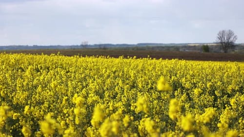 Rapsfeld in voller Blüte