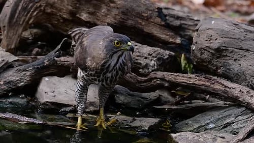 The Crested Goshawk is one of the most common birds of prey in Asia and belonging to the same family