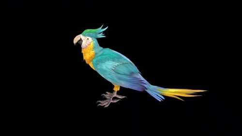 Animated Colorful Macaw Parrot Loop Illustration