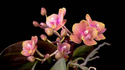 Orchid Blossoms Against Black Background