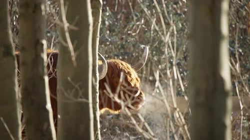 HIghland cow with curved horns standing in forest, exhaling vapor.