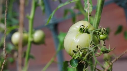 Tomato Plant with Green Tomatoes Close Up at the Farm
