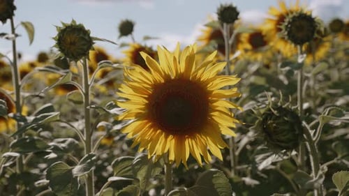 Blooming Flower of Sunflower with Bee in Agricultural Field on Sunny Day