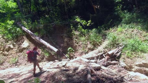 Male backpacker hikes through sunny clearing in dense tropical forest