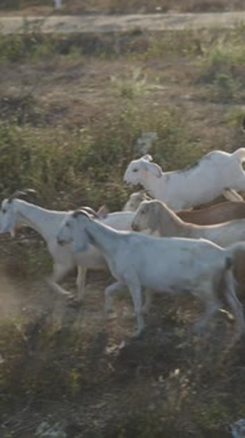 Troupeau de chèvres traversant le champ près de la route sur laquelle circule une moto dans les lacs de Long Thanh