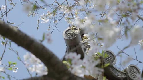 Beautiful cherry blossoms with blue sky at Japanese temple