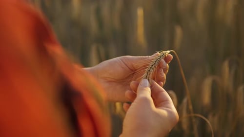Ears of Wheat in Female Hands of Farmer Against Background of Field Closeup