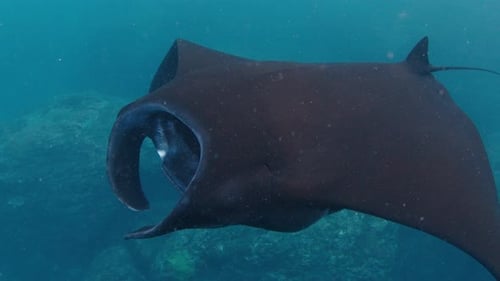 The Giant Oceanic Manta Ray Giant Manta Ray or Oceanic Manta Ray Mobula Birostris Swims in the Ocean