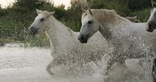 Camargue Horse, Herd trotting or galloping through Swamp, Saintes Marie de la Mer in Camargue
