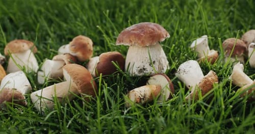 A Lot of Forest Mushrooms Lie on the Green Grass