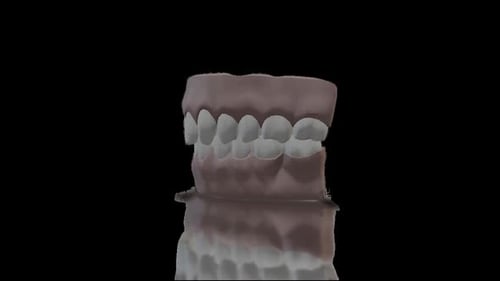 3D Rotating Human Teeth Jaw Medical Animation