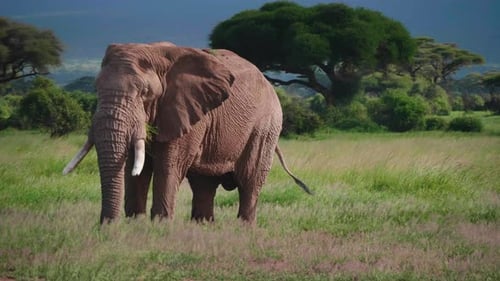 A giant elephant is walking in the African savanna immersed in the wild nature. Concept of: animal