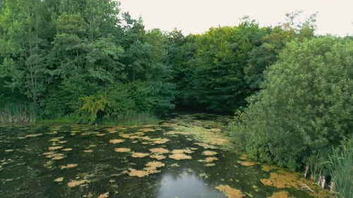 Lac envahi par la végétation près de la forêt
