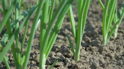 Spring Onion Shoots Grow in Fertile Soil
