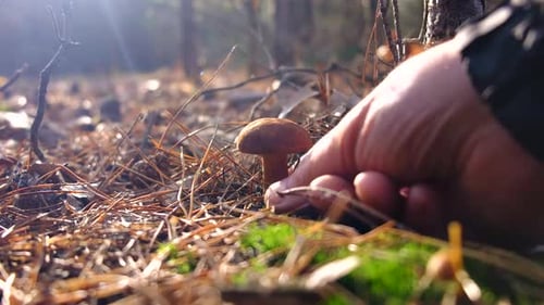 Mushroom Picking in the Forest Selective Focus