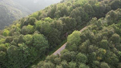 Aerial Forest Road