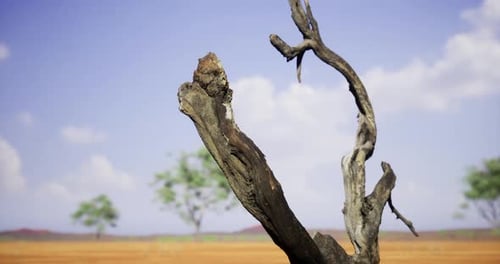 Dry Dead Tree Branch in Arid Desert Landscape
