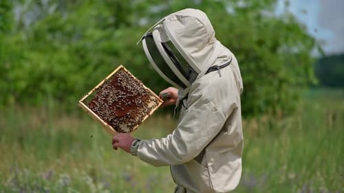 Attentive beekeeper checking the frame covered with bees thoroughly.