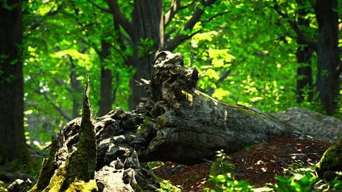 Forest Landscape with Old Massive Trees and Mossy Stones