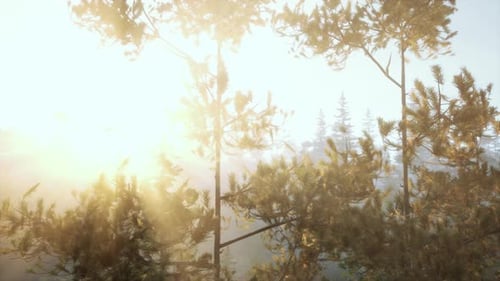 Shimmering Sun Rays Shining Through Pine Foliage