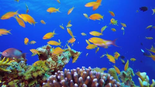 Tropical Underwater Orange Fish Reef