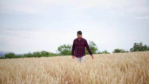 Front View of Adult Man Farmer Walking and Looking at His Golden Wheat Field on His Farm and