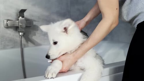 White Swiss Shepherd puppy being washed in the bathroom in the shower after the walk. Pet care