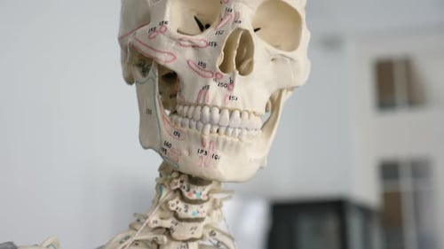 Nahaufnahme eines menschlichen Schädels mit Zahlen zum Lernen