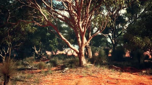 A Majestic Tree Standing Tall in the Heart of a Lush Forest