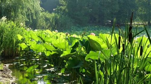 Fronds of Forest-Green Lotus Plants Waving Gently in the Depths, 4K