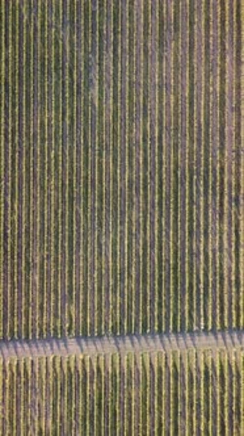 Aerial View of Vineyards Field Plantation on Sunset Cinematic Drone Aerial View on Green Highland