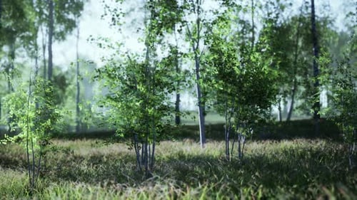 Lush Green Forest Landscape with Sunlight and Gently Swaying Trees