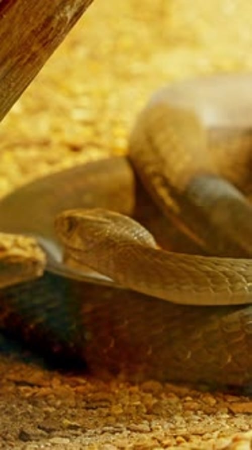 Serpent mamba noir venimeux faisant scintiller sa langue