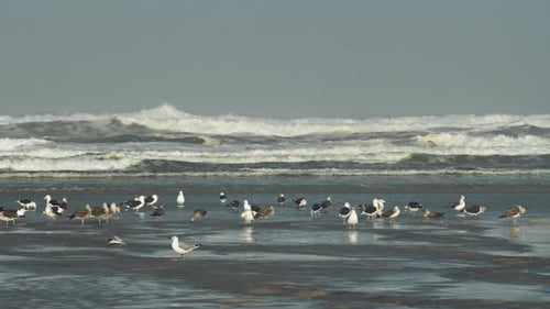 Flock of Seagulls Bathing in Beach River Mouth while Waves Crash in Background
