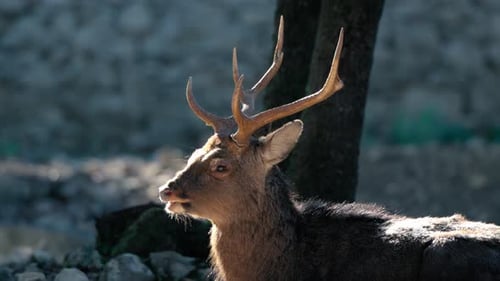 Slow motion shot of a red deer buck looking around in the forest in France