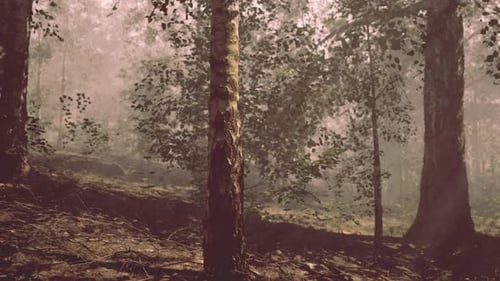 A Forest Filled with Lots of Tall Trees