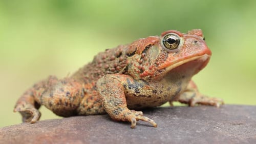 Close-up shot of an American Toad