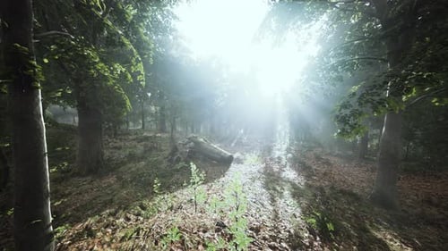 Forest Trees Nature Green Wood Sunlight View