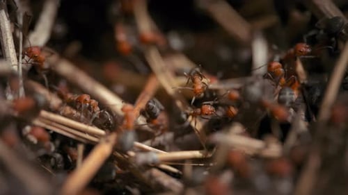 Primer plano de la colonia de hormigas bravas en el bosque