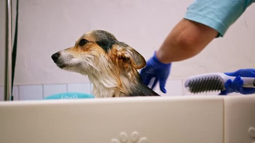 Dog Getting a Bath in a Tub
