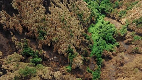 Trees Burned By the Vast Fire That Hit the Mountain