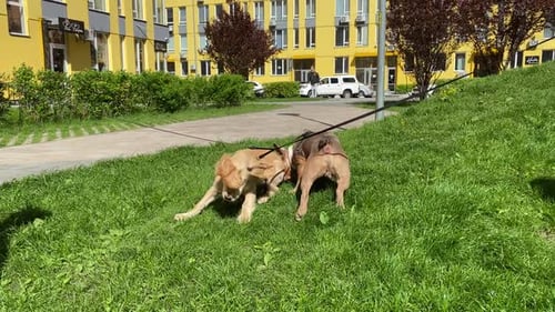 Two Funny Dogs Playing on Lawn at City Park in Sunny Day