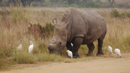 Weitwinkelaufnahme eines Nashorns ohne Horn, das Gras frisst, in Begleitung von weißen Ergets, Weitwinkelaufnahme