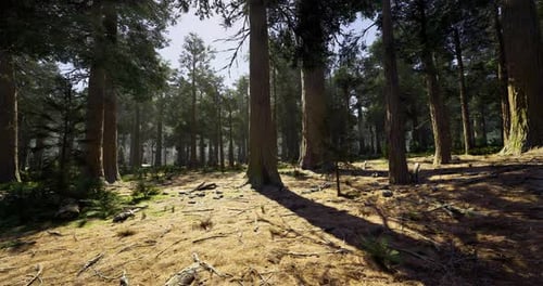 Sunlight Filters Through Tall Trees in a Serene Forest Setting